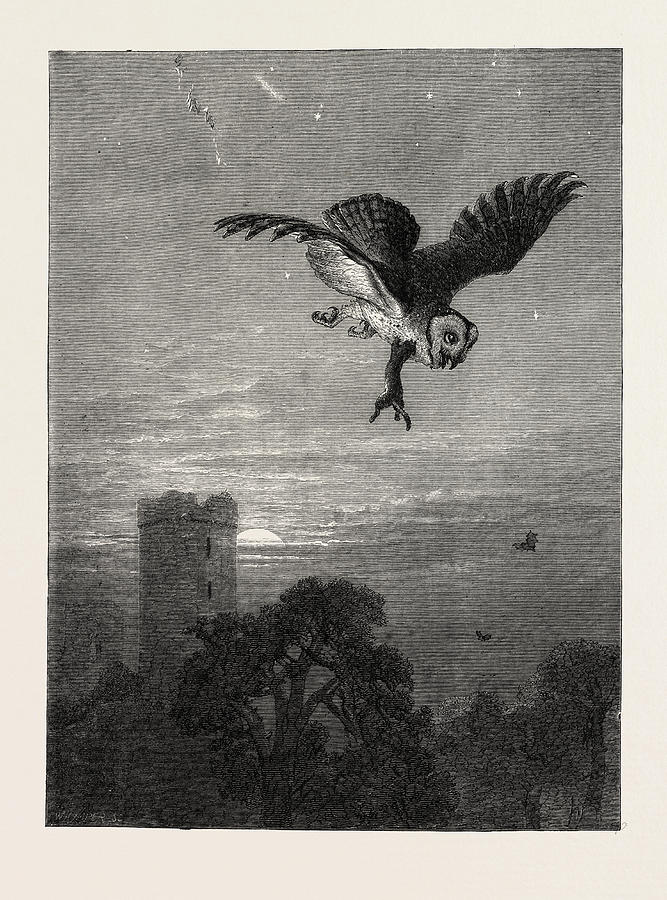 Catching An Owl, 1873 Engraving Drawing by English School - Fine Art ...