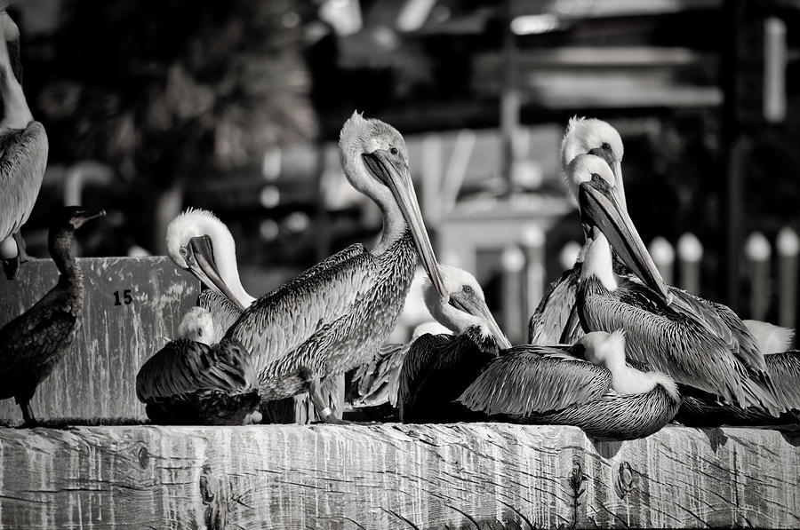 Pelican Photograph - Catching Rays by Swift Family