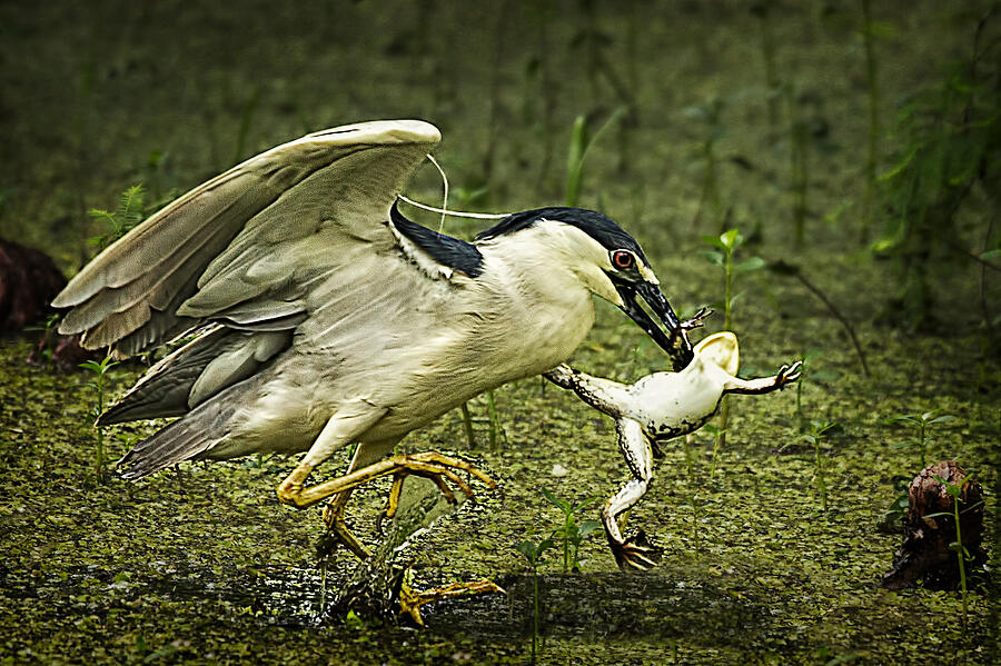 Catching Supper Photograph by Priscilla Burgers