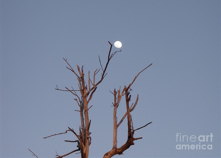 Catching The Moon Photograph by Cheryl Cutler