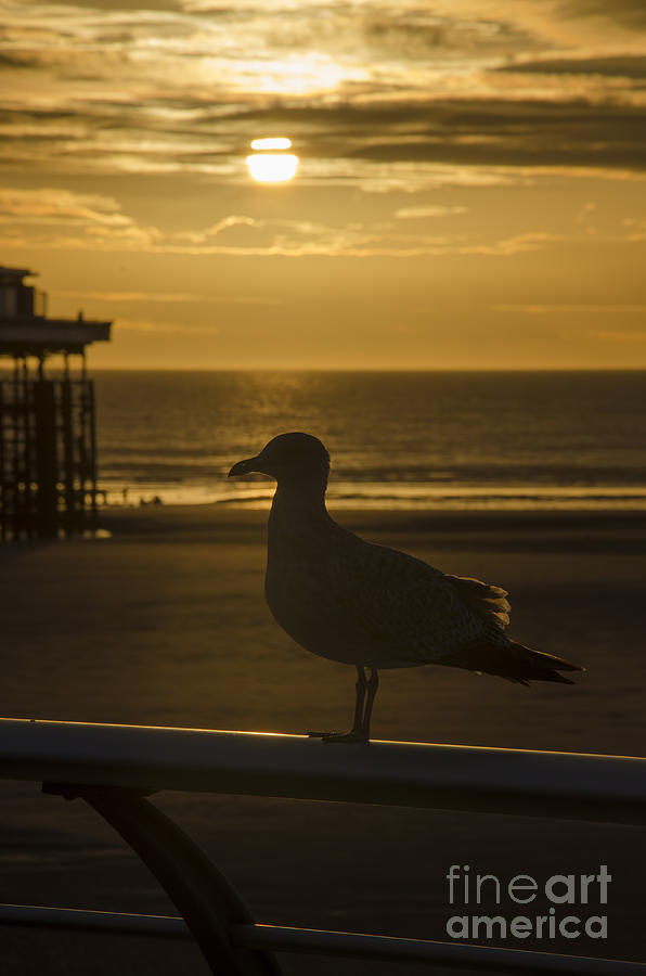 Sunset Photograph - Catching the rays by Steev Stamford