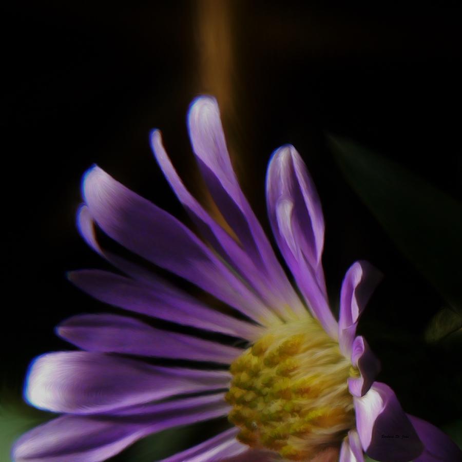 Daisy Photograph - Catching the Suns Rays by Barbara St Jean