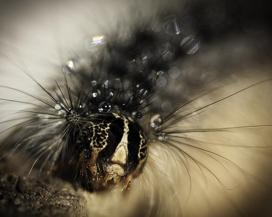 Caterpillar 3762 Photograph by Deidre Elzer-Lento