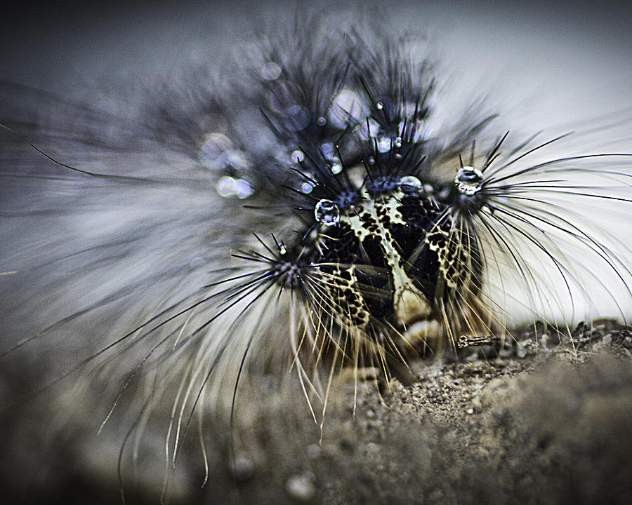 Caterpillar 3781 Photograph by Deidre Elzer-Lento
