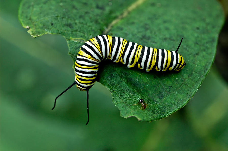 Caterpillar and Ant on Leaf Photograph by Gary Slawsky