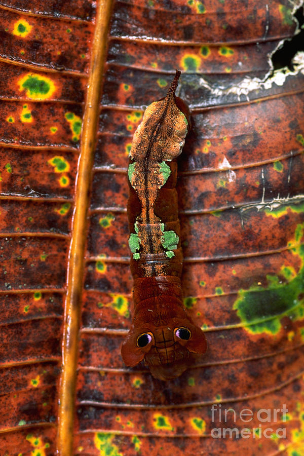 Caterpillar Photograph by Art Wolfe