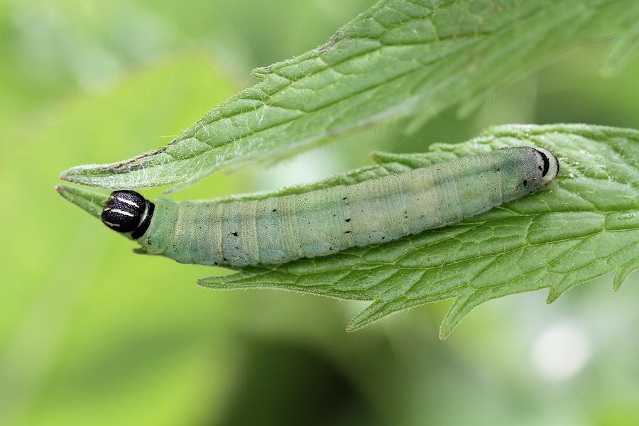 Caterpillar at rest Photograph by Doris Potter