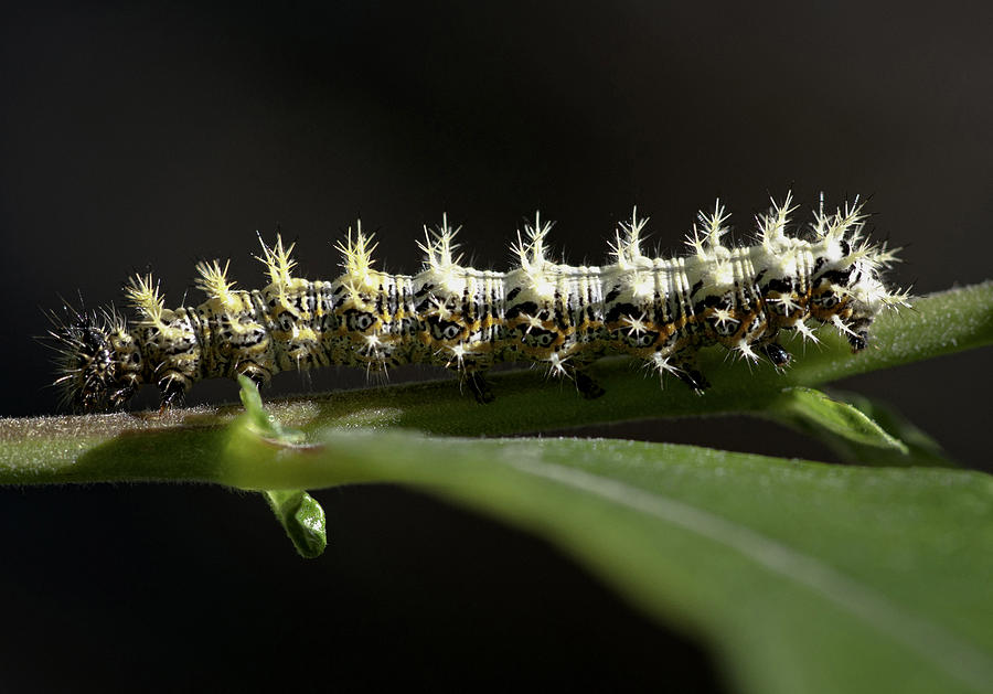 Nature Photograph - Caterpillar by Betty Depee