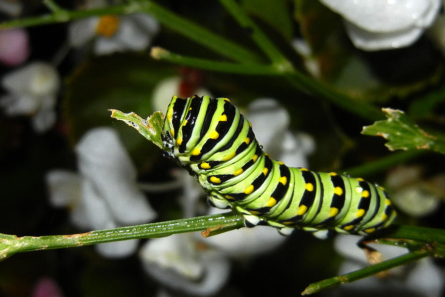 Caterpillar Camouflage Photograph by Bill Swartwout