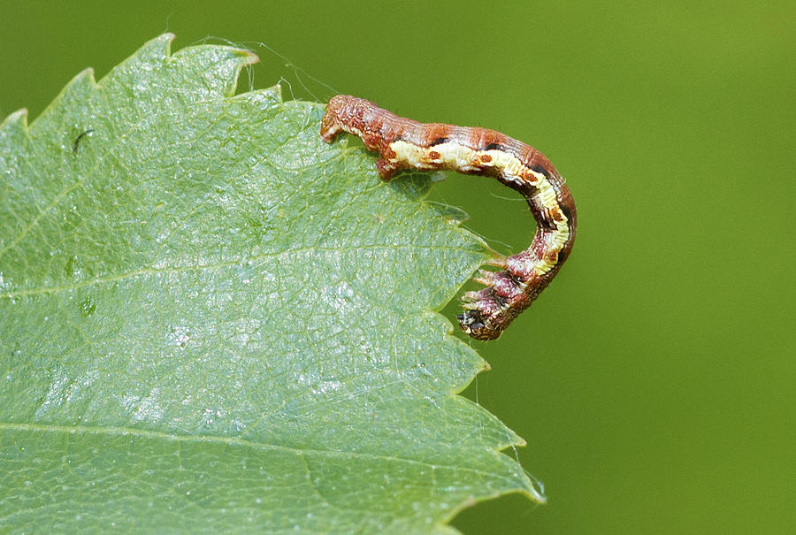Mottled Umber Caterpillar Photograph by Chris Smith