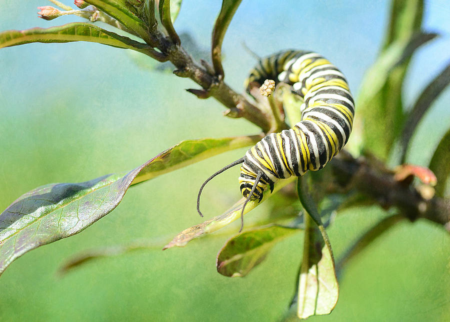 Caterpillar Curves Photograph by Fraida Gutovich
