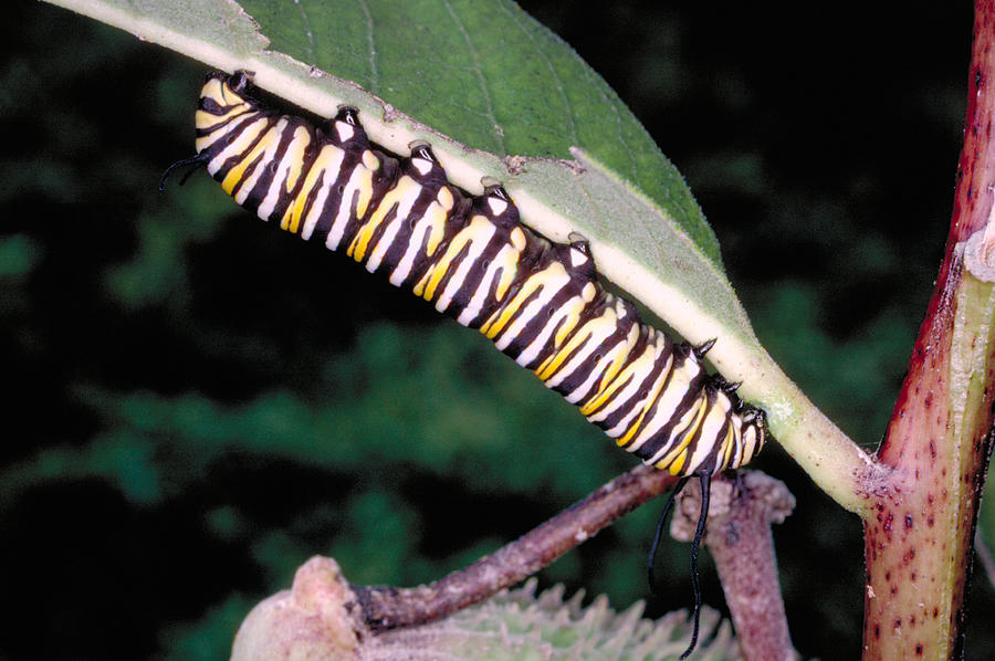 Caterpillar Eating Milkweed Leaf Photograph by Millard H. Sharp