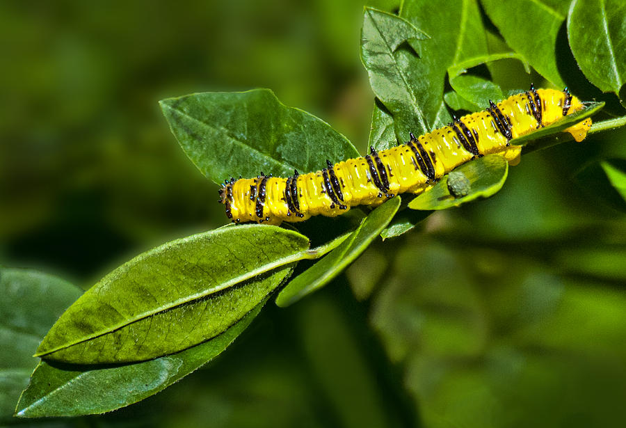 Caterpillar Feeding Photograph by Don Durfee