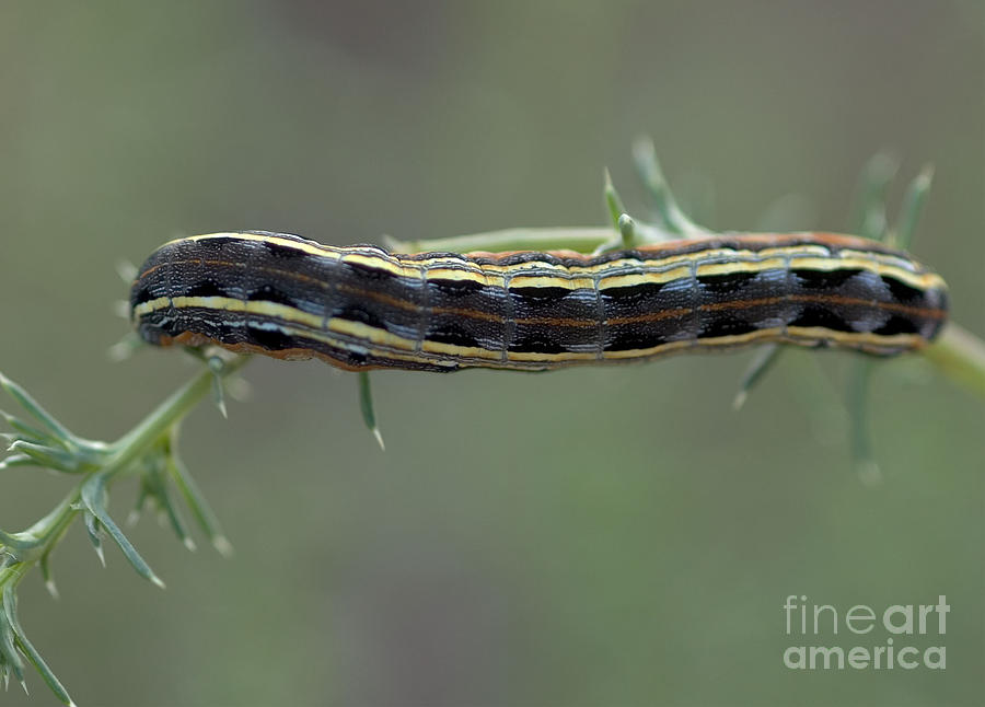 Caterpillar Inching a Fine Blade of Grass Photograph by Mae Wertz