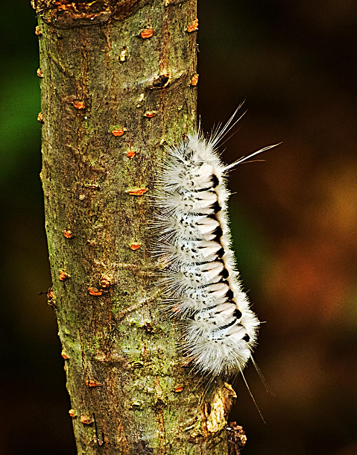 Caterpillar Ins 61 Photograph by Gordon Sarti