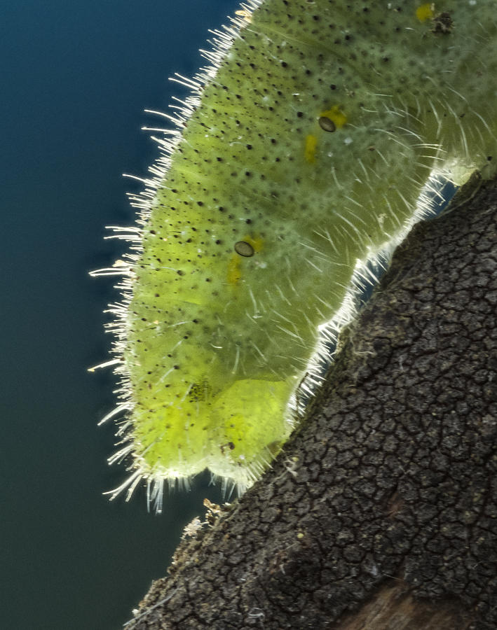 Insects Photograph - Caterpillar by Jean Noren