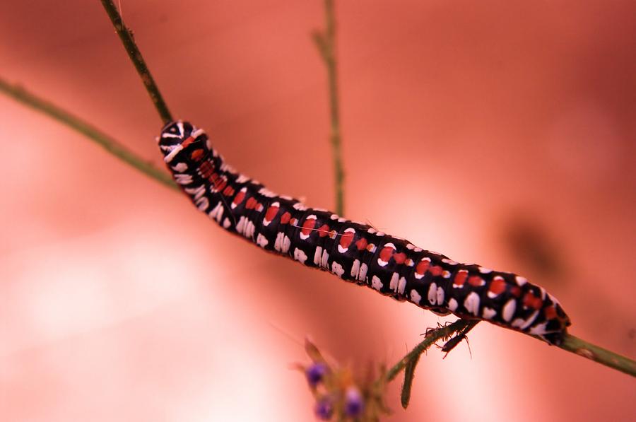 Nature Photograph - Caterpillar by Jeff Swan