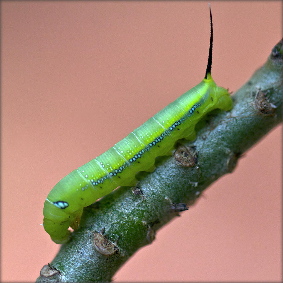 Caterpillar Photograph by Lal