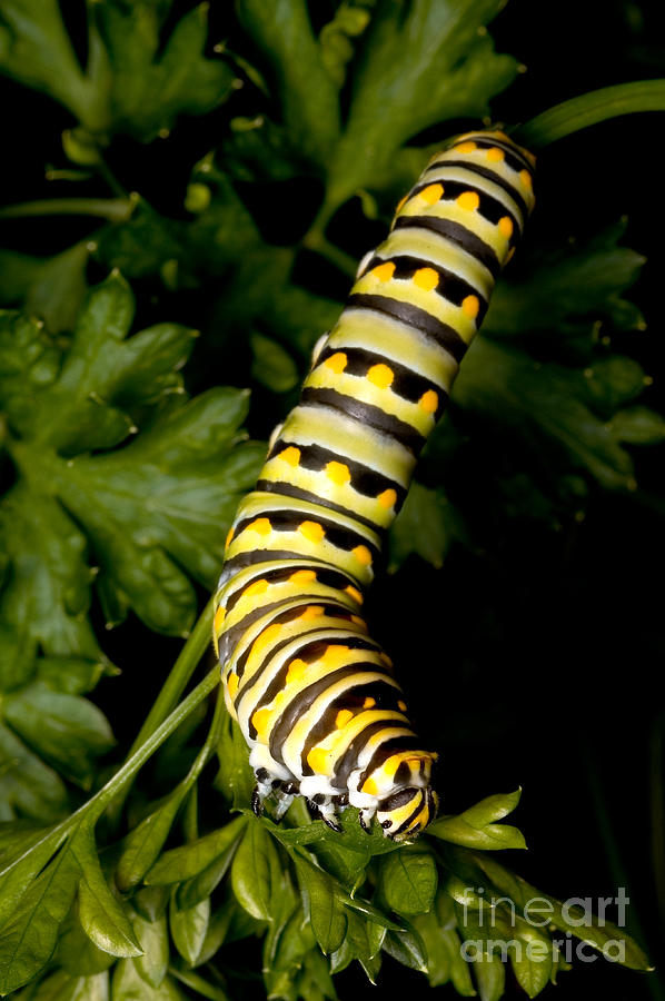 Animal Photograph - Caterpillar Of Black Swallowtail by Gregory G. Dimijian, M.D.