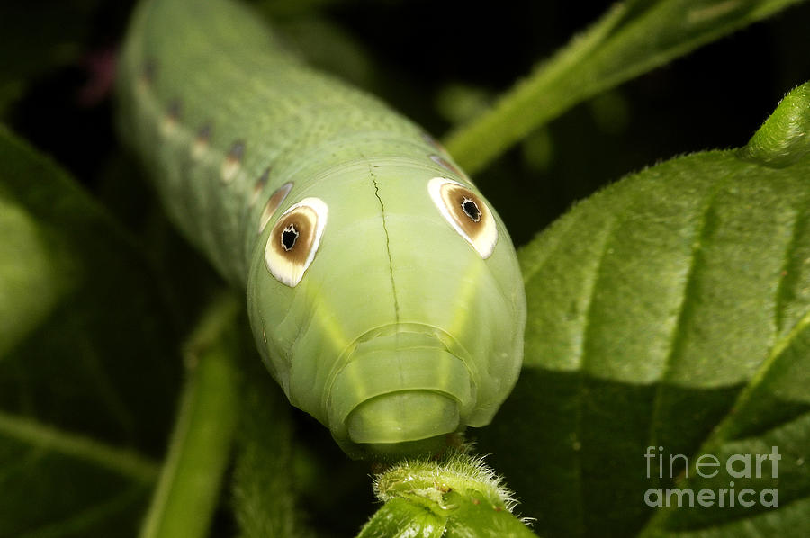 Insects Photograph - Caterpillar Of Hawkmoth Xylophanes Tersa by Gregory G. Dimijian