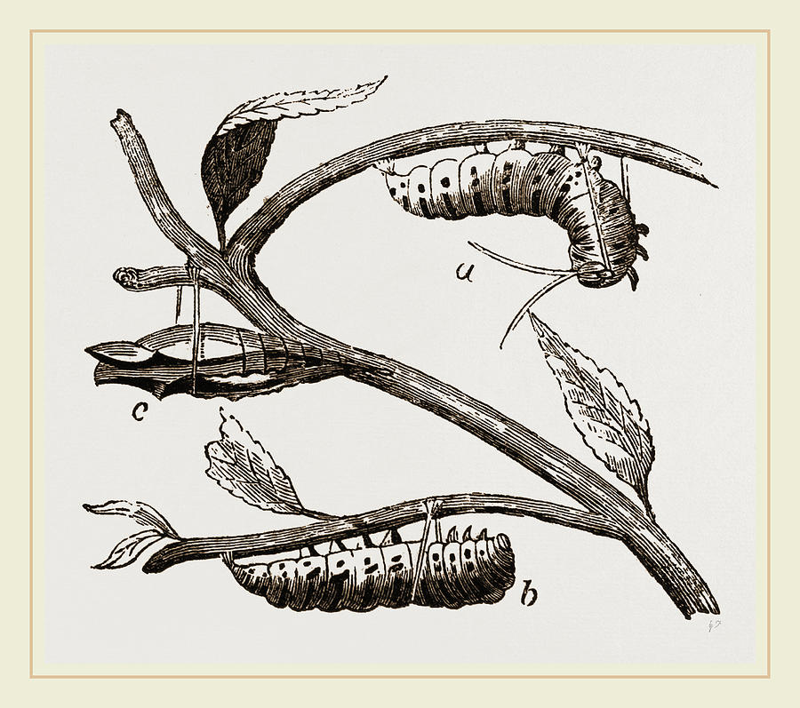 butterfly chrysalis drawing