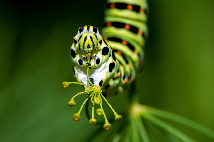 Caterpillar of the Old World Swallowtail Photograph by Torbjorn Swenelius