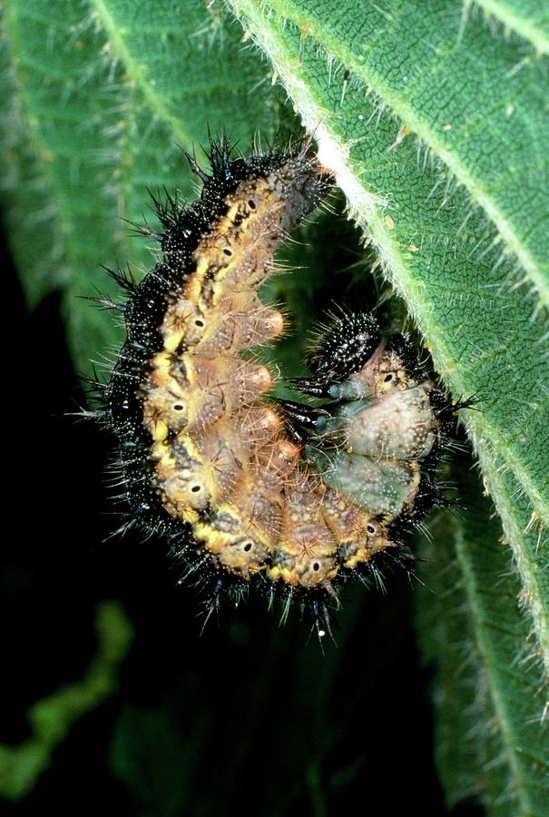 Caterpillar Of Tortoiseshell Butterfly Photograph by Dr Jeremy Burgess ...