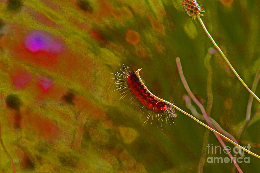 Caterpillar on a Hot Day Abstract Photograph by Karen Adams