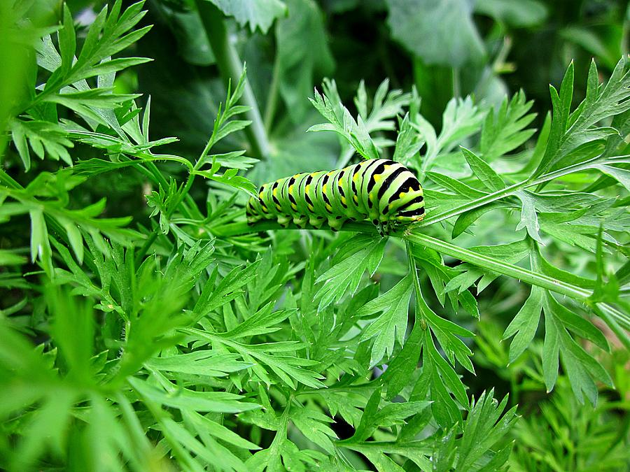 Caterpillar on Parsley Photograph by MTBobbins Photography