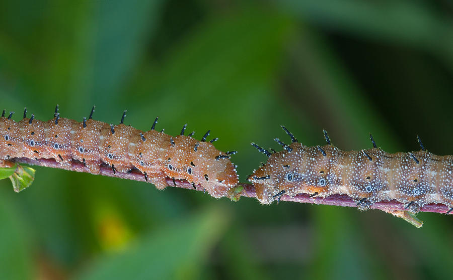 Caterpillar Pair Photograph by Jack Nevitt
