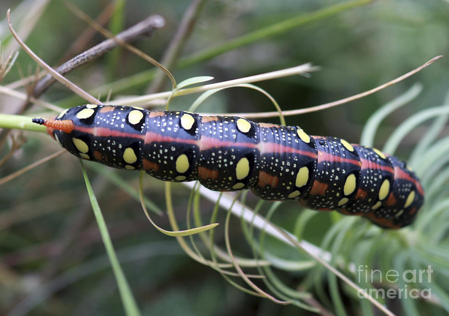 Spurge Hawk Moth Caterpillar