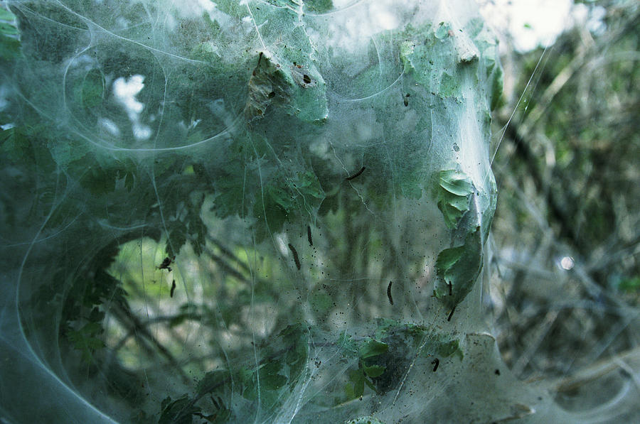 Caterpillar Webs Photograph by Leslie J Borg/science Photo Library
