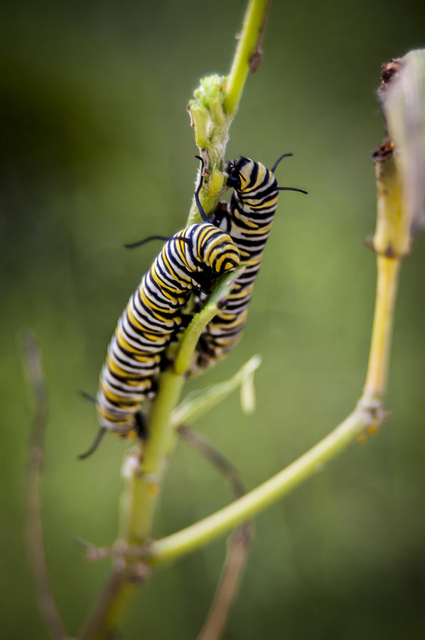 Nature Photograph - Caterpillars Breaking Free by Carolyn Marshall