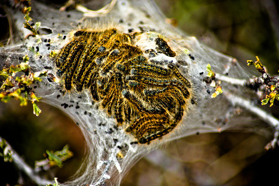 Caterpillars Photograph by Joel Loftus