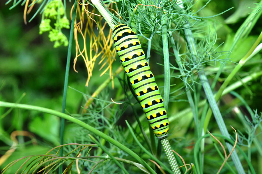 Caterpiller on dill.  Photograph by Diane Lent
