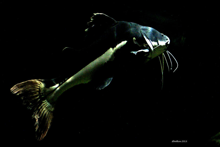Catfish are Jumpin Photograph by Dick Botkin