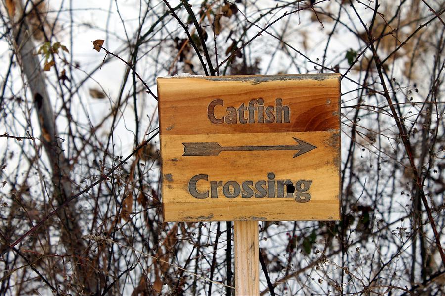 Catfish Crossing Photograph by Wendy Gertz