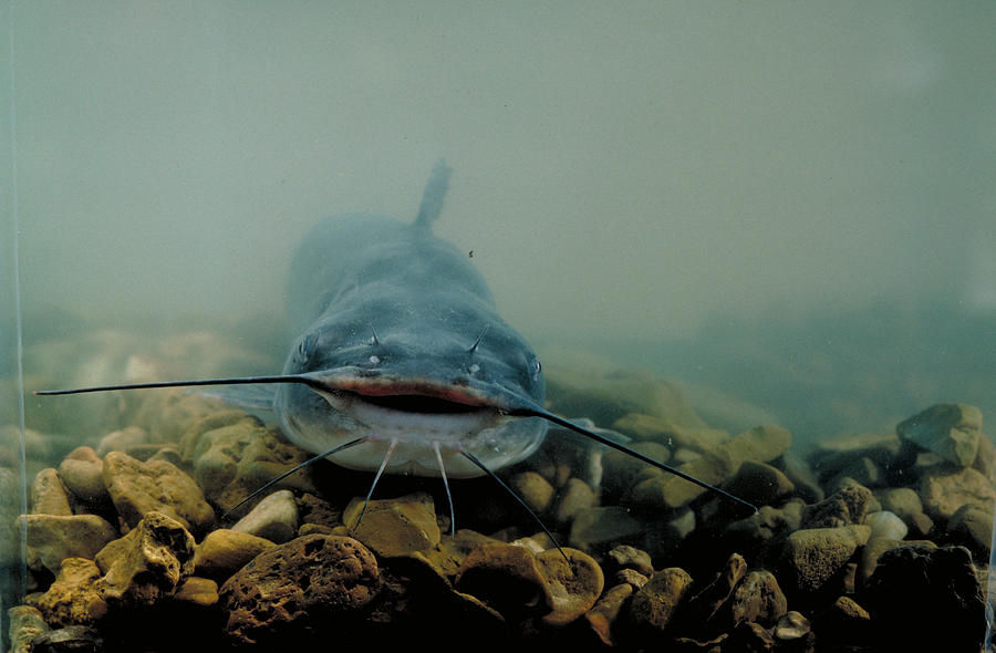 Catfish Farming Photograph by Dan Guravich