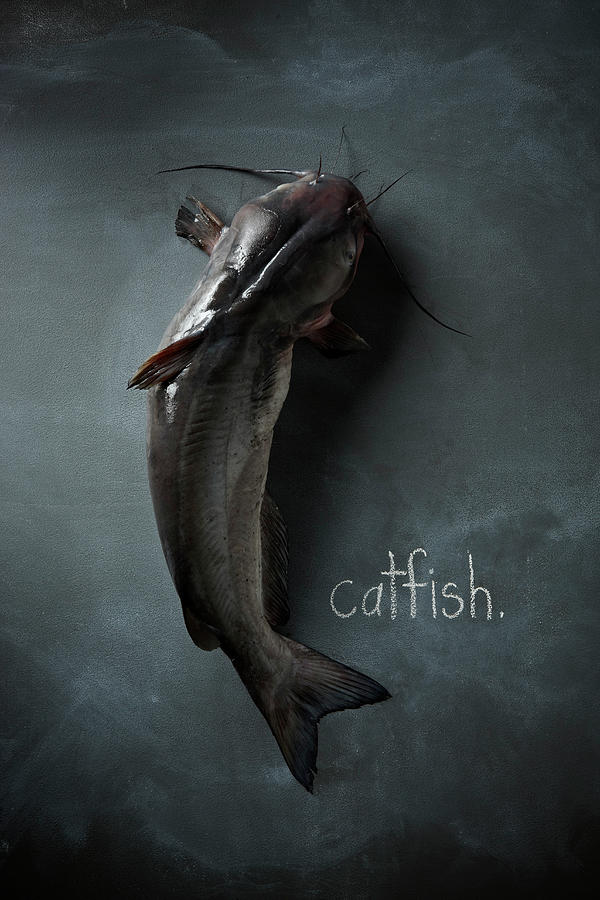 Catfish Photograph by Lew Robertson
