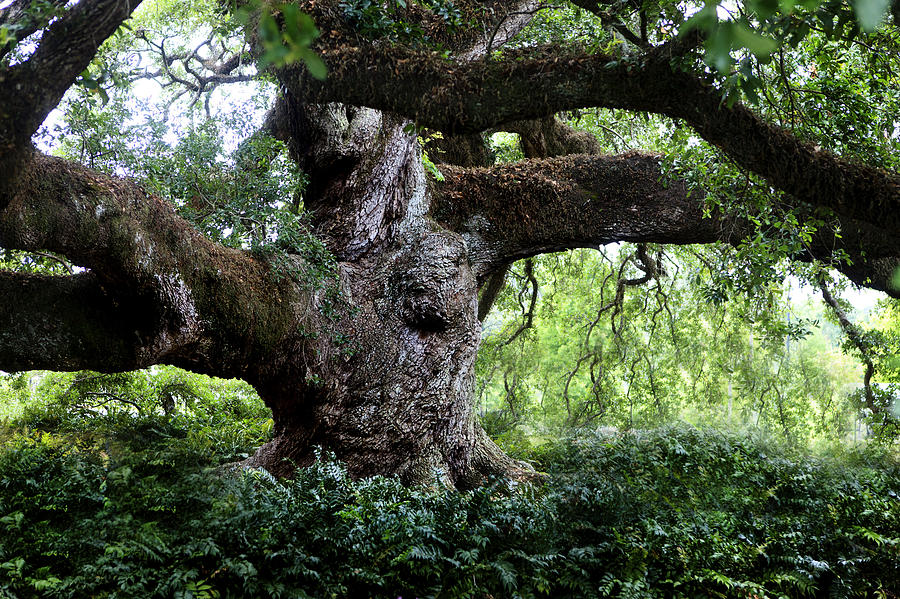 Tree Photograph - Cathedral Oak by Cecil Fuselier