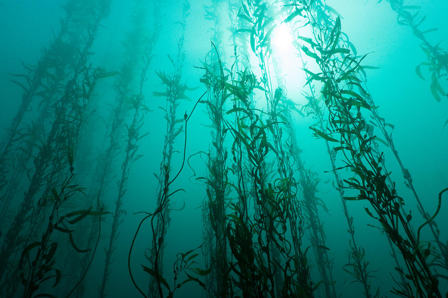 Cathedral of Kelp Photograph by Steven Trainoff Ph.D.