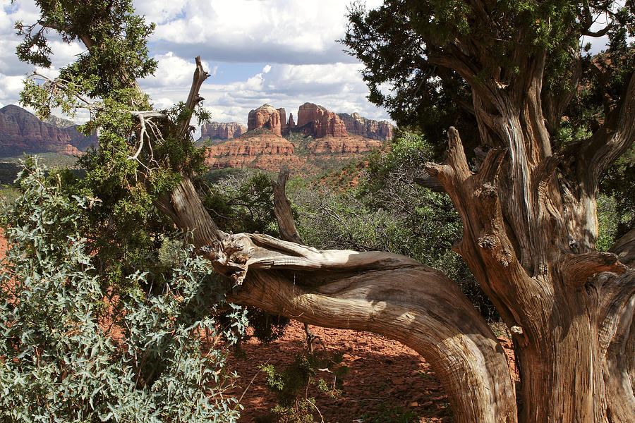 Cathedral Rock And Utah Juniper Tree Photograph by Craig K. Lorenz