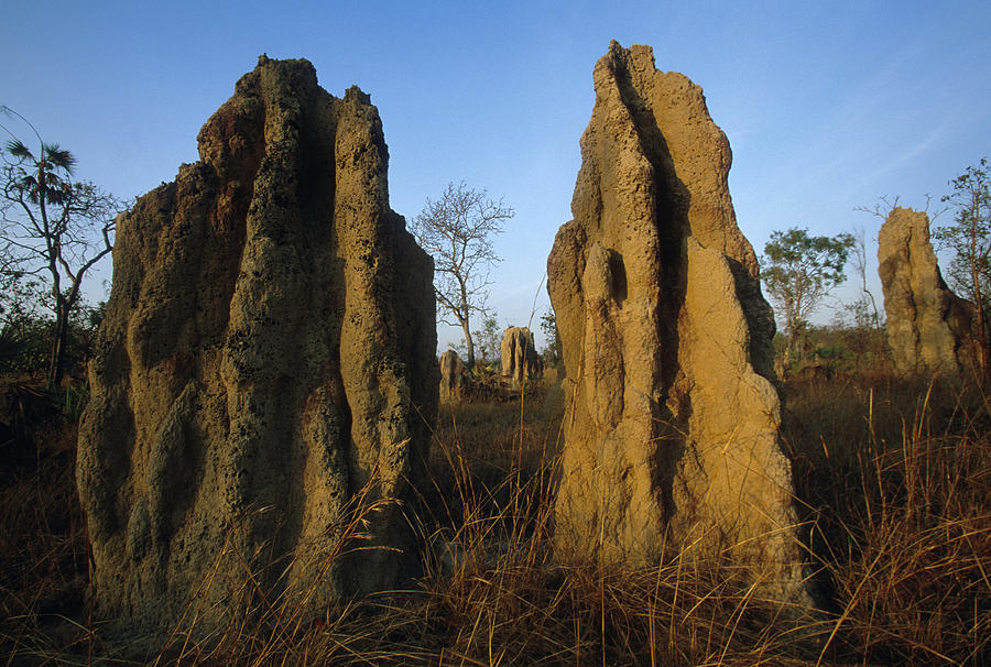 Carbon Photograph - Cathedral Termite Mounds In Australia by Peter Essick