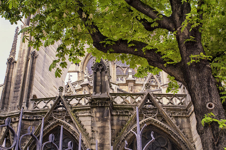 Architecture Photograph - Cathedral Tree by Georgia Clare