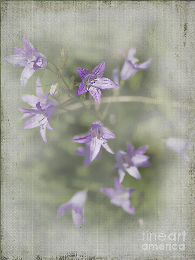 Dainty Purple Flowers Photograph by Elaine Teague
