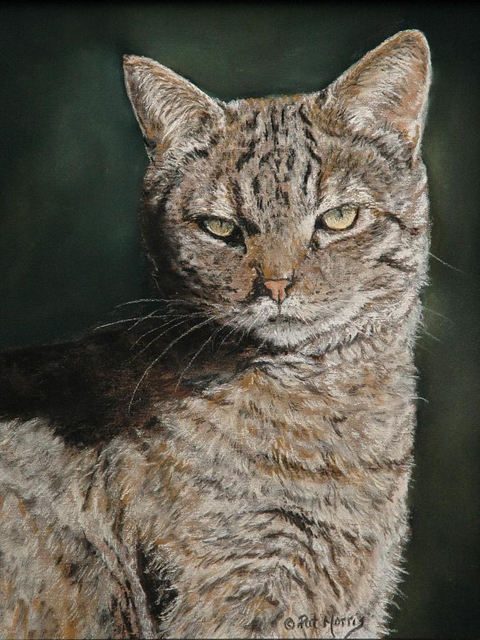 Catitude Pastel by Pat Morris - Fine Art America