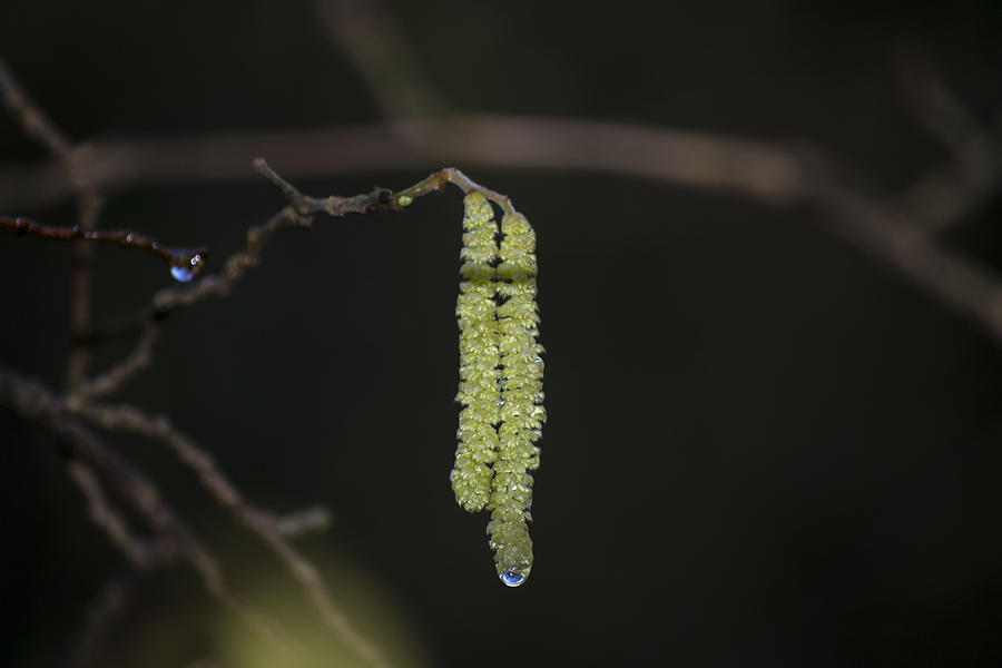 Catkins Teardrop Photograph by Spikey Mouse Photography