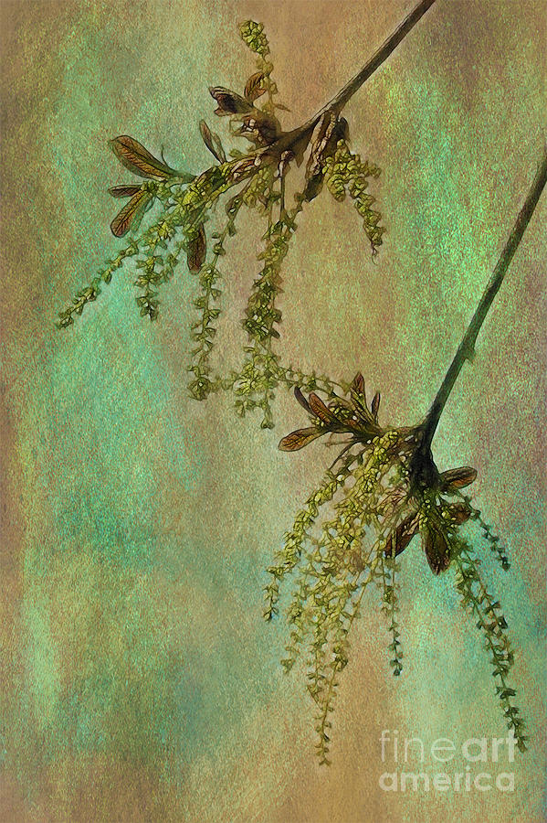 Catkins -- Tree-Flowers Photograph by Judi Bagwell