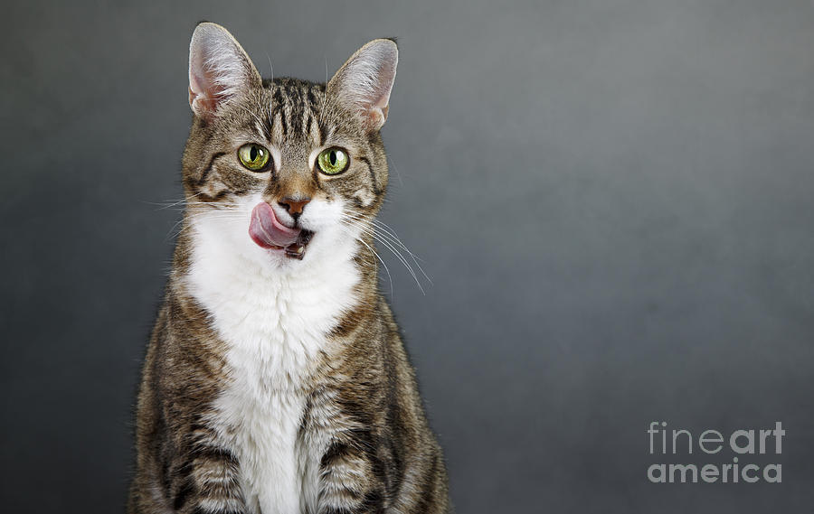 Cat Photograph - Catlick by Nailia Schwarz