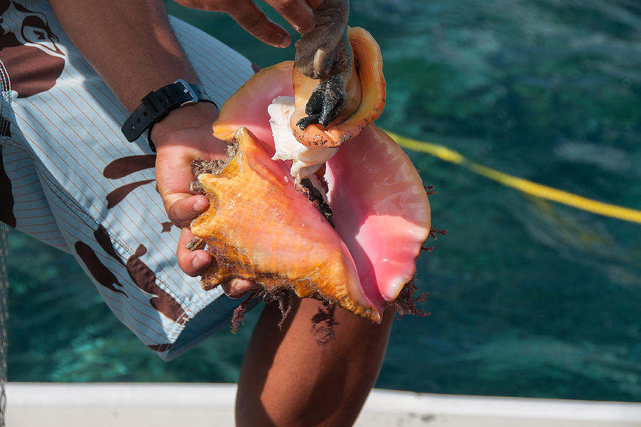 Cayman Conch Photograph by Brenda Jacobs